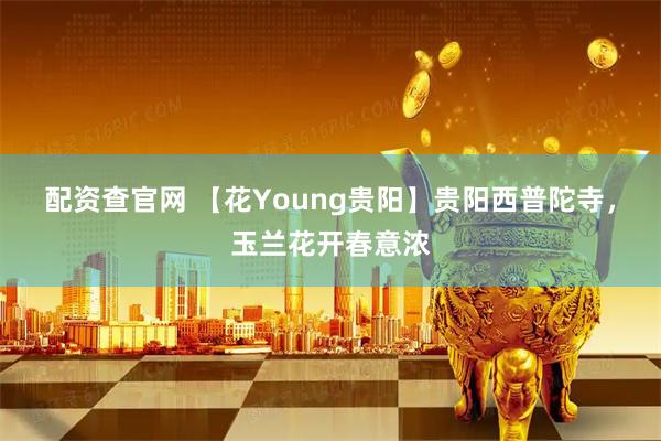 配资查官网 【花Young贵阳】贵阳西普陀寺，玉兰花开春意浓